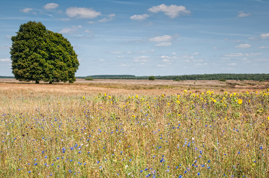 %_tempFileName2012-08-12-32RViVCeP%