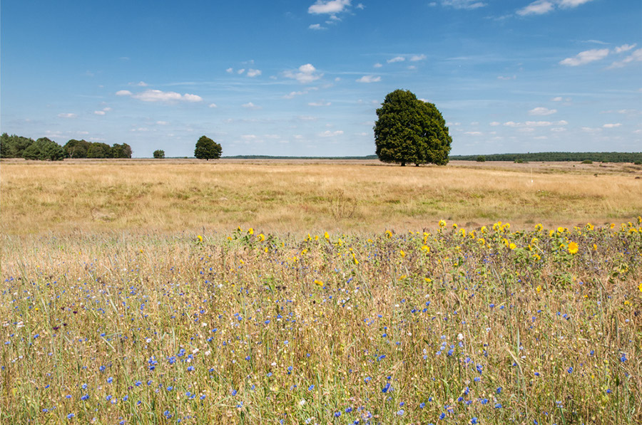 %_tempFileName2012-08-12-35RUViCePM%