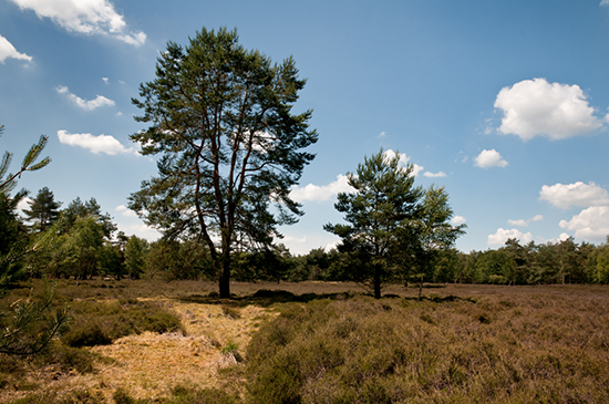 %_tempFileName2011-06-12-115RViU%